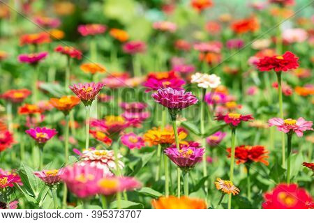 Flower Background, Many Beautiful And Bright Colors Of Zinnia Peruviana