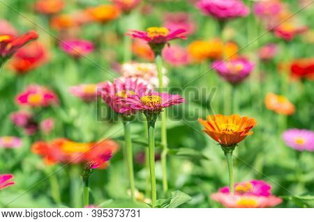 Flower Background, Many Beautiful And Bright Colors Of Zinnia Peruviana