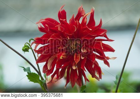 Red Flower On A Background Of Green Leaves.
