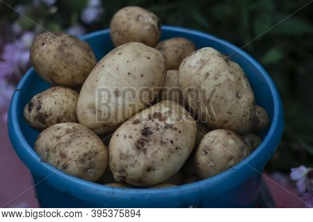 Fresh Potatoes In A Blue Bucket. Potatoes With Pieces Of Earth.