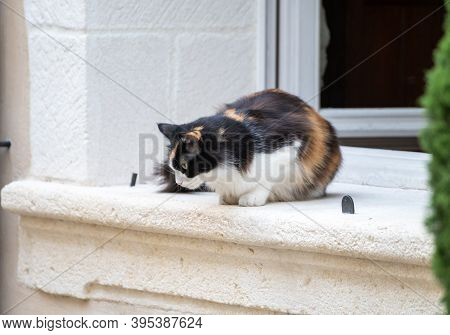 Colorful Cat Sitting On Window In Medieval Town Villeneuve Les Avignon In Summer