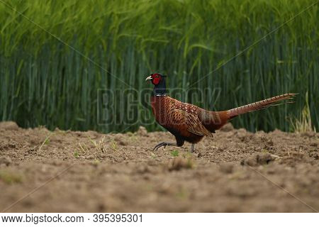 Wild Pheasant Male In The Nature Habitat. Shy And Endangered Animal Close Up. European Wildlife. Bir