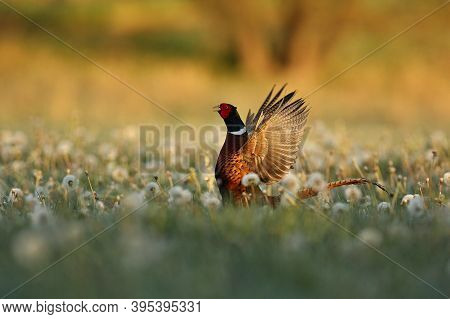 Wild Pheasant Male In The Nature Habitat. Shy And Endangered Animal Close Up. European Wildlife. Bir