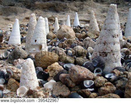 Sea Shells At The Beach