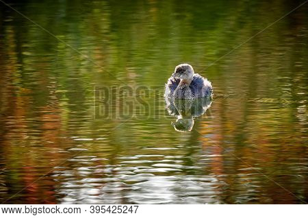 Pied-billed Grebe (podilymbus Podiceps) Swimming In Pond.