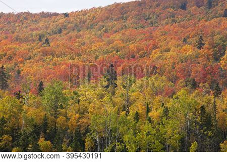 Northern Minnesota Hillside Ablaze With Aspen, Birch And Maple Trees In Fall Color