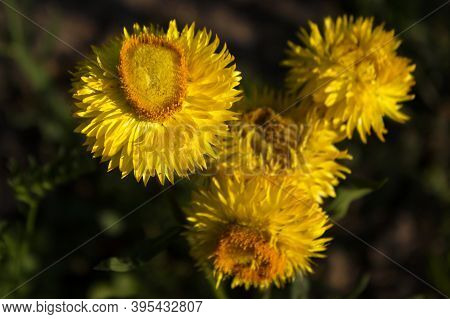 Bright Yellow Flowers Of Xerochrysum Bracteatum (helichrysum Bracteatum Or Paper Flower) Grow In The