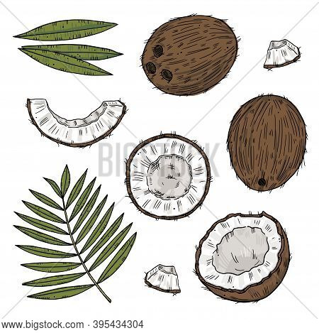 Set Of Ripe Coconut In Different Forms With Palm Leaves. Color Drawing Isolated On A Black Backgroun