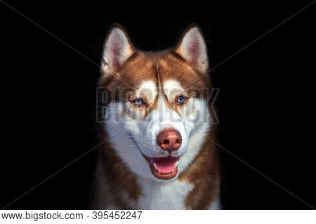 Cute Blue Eyed Husky Dog Looks Like Smiling. Portrait Siberian Husky In The Studio On Black Backgrou