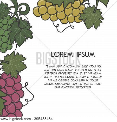 Winery Poster Template With Wine Grapes In Retro Style. Stock Vector