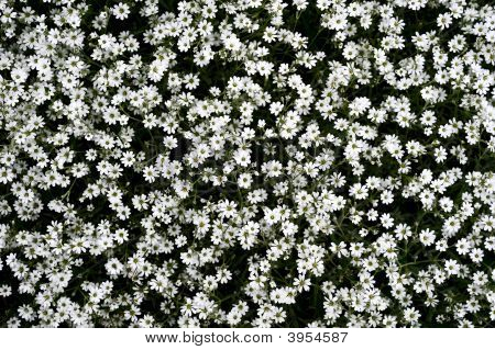 Fiori bianchi