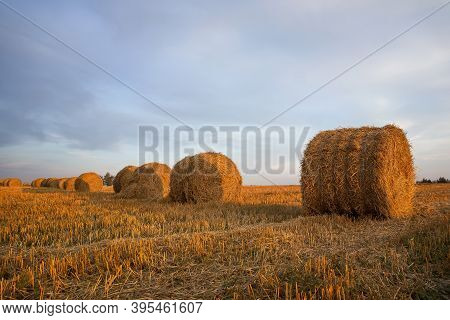 Sheaves Of Soom On The Field, Harvesting Landscape.