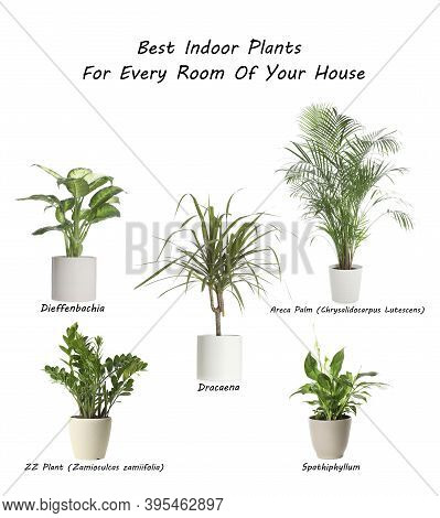 Set Of Best House Plants On White Background