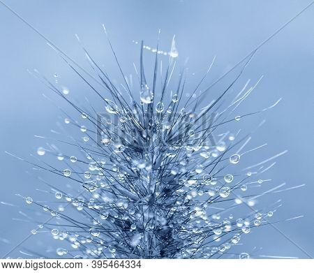 Morning Dew On A Spikelet, Close Up
