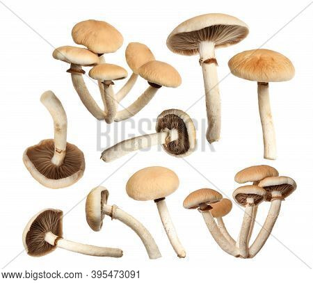 Set Of Fresh Pioppini Mushrooms On White Background