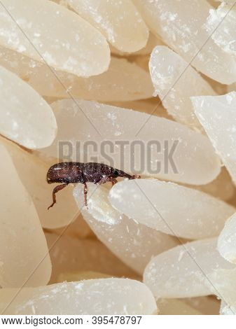 Macro Photography Of Rice Weevil Or Sitophilus Oryzae On Raw Rice
