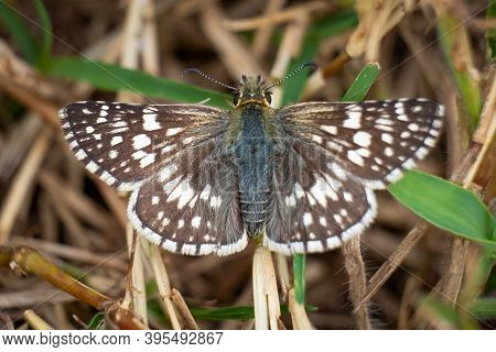 A Bird's Eye View Of A Checkered Skipper (burnsius Communis). Raleigh, North Carolina.