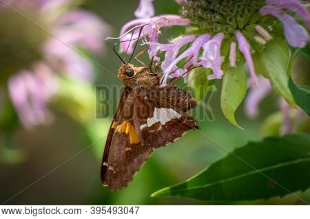 Profile View Of A Silver-spotted Skipper (epargyreus Clarus) Visits A Bloom. Raleigh, North Carolina