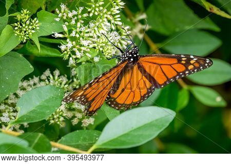 A Male Monarch (danaus Plexippus) Takes In Nectar From Tiny White Blooms Of A Climbing Hempvine (mik