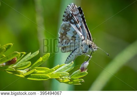 A Checkered Skipper (burnsius Communis) With Its Wings Up. Raleigh, North Carolina.