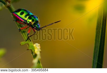 Colorful Of Jewel Beetle Green Lady Bug On Leaf In Nature Background At Thailand, Close Up Green Ins