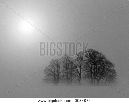 Misty Grove