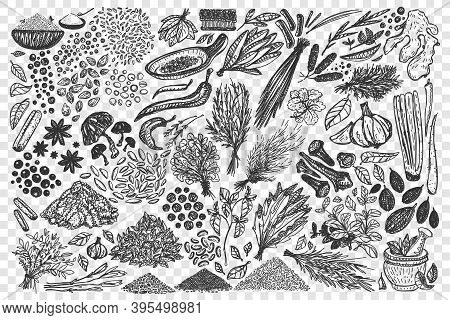 Doodle Set. Collection Of Hand Drawn Different Condiments Herbs Coriander Carnation Ginger Pepper Is