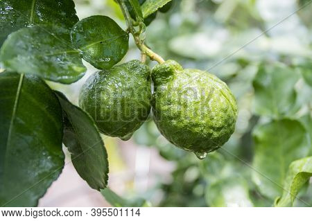 Fresh Bergamots And Leaves On Tree With Water Drops On Them Fruity,   With Herbaceous Bergamia Aroma