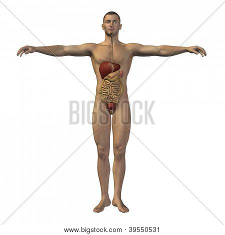 높은 해상도 개념 개념 해부학 인간 또는 흰색 bac에 고립 된 남자 3D 소화 시스템