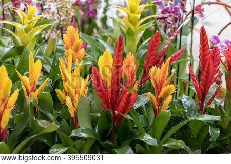 Vriesea (vriesea Bromeliaceae) Is A Tropical Ornamental Plant With Exotic Flowers Of Various Colors.