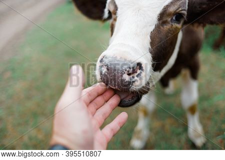 A Young Curious Calf Licks His Hand. The Farming Of Cattle.