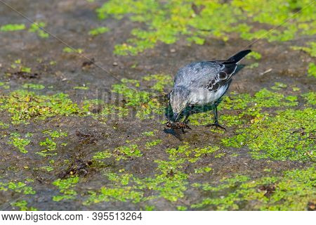 Juvenile White Wagtail Or Motacilla Alba Eats Botfly.