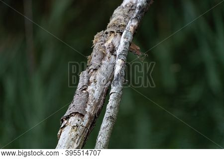 A Thick Branch Against Dark Natural Background