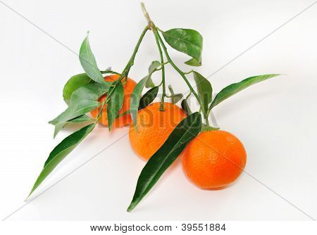 Tre moden Tangerine på en kvist med blade