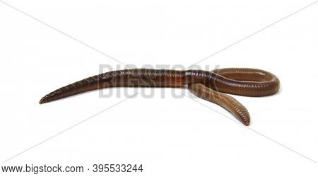 worm isolated on white background