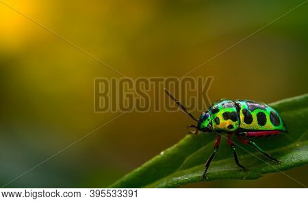 Colorful Of Jewel Beetle Green Lady Bug On Leaf In Nature Background At Thailand, Close Up Green Ins