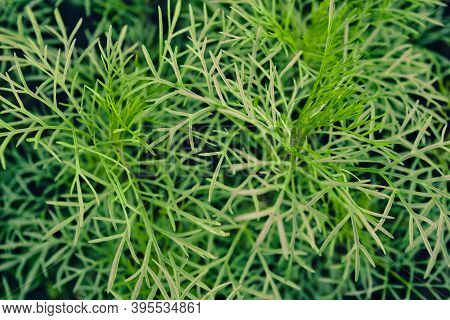 Green Grown Asparagus, Delicate Asparagus Leaves As A Green Wallpaper, Garden Vegetables, Ornamental