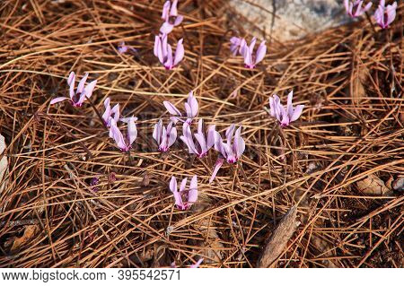 Cyclamen Cyprium Flowers