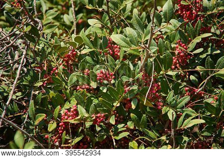 Pistacia Atlantica  Species Of Pistachio Tree Known By The English Common Name Mt. Atlas Mastic Tree