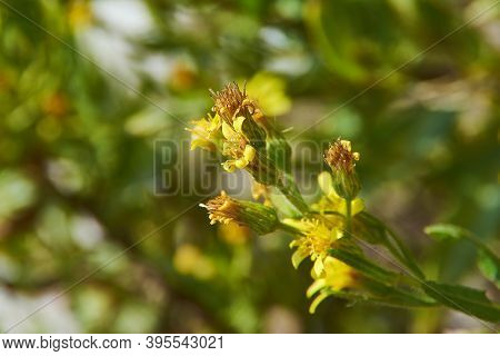 Dittrichia Viscosa