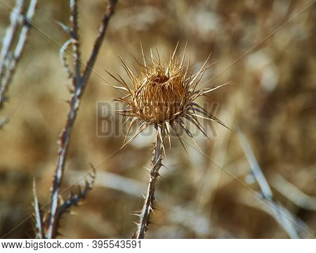 Dried Flower Onopordum Acanthium