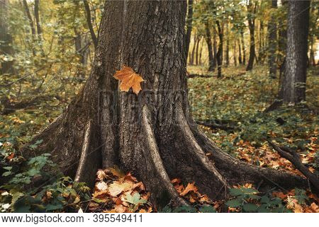 Leaves In Autumn. A Maple Leaf Lies On A Tree Trunk
