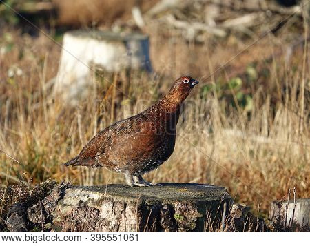 Male Red Grouse (lagopus Scotica) Perched On Tree Stump