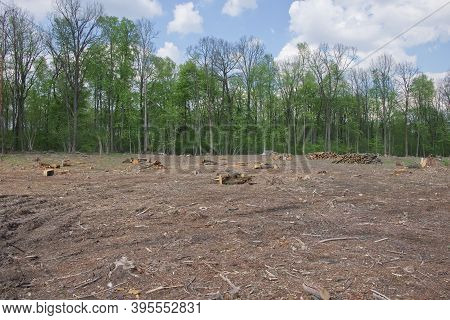 Felling Site In The Forest. Forest Clearing. Wood Harvesting.