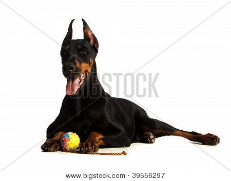 สุนัข Doberman ดีกับลูกบนพื้นหลังสีขาว