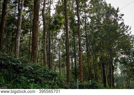 Scenic View Of The Trees Providing Shade To Coffee Plantations In Yercaud Hill Station, Tamil Nadu, 