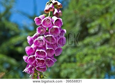 Pink Foxglove Flower