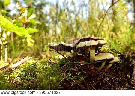 Many Dangerous Inedible Mushrooms Grow On A Tree Stump In A Forest. Poisonous Mushrooms, Hazardous T