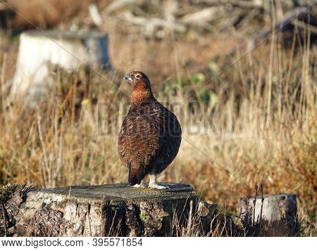 Male Red Grouse (lagopus Scotica) In Moorland Home