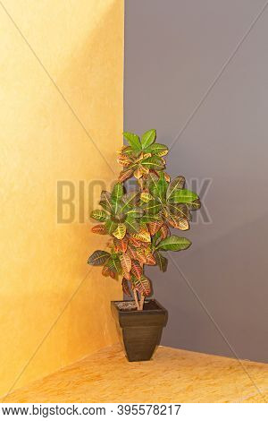 Plant With Pot In Split Colour Room Corner